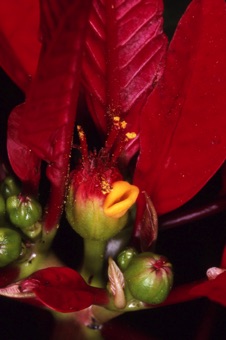 Euphorbia pulcherrima = Poinsettia